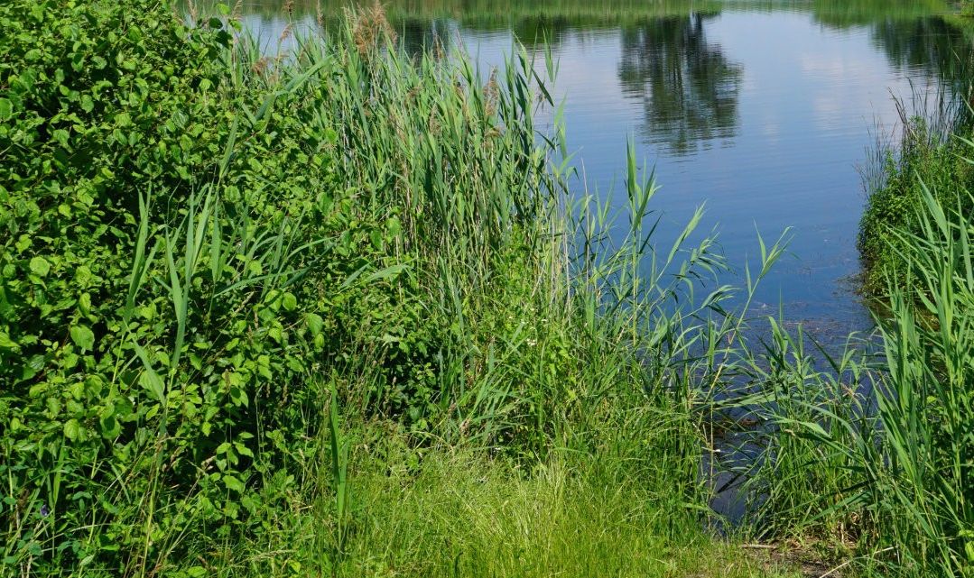 Staw_Tyniec_Maly_ul_Pszenna_Tyniec_Maly_9086338