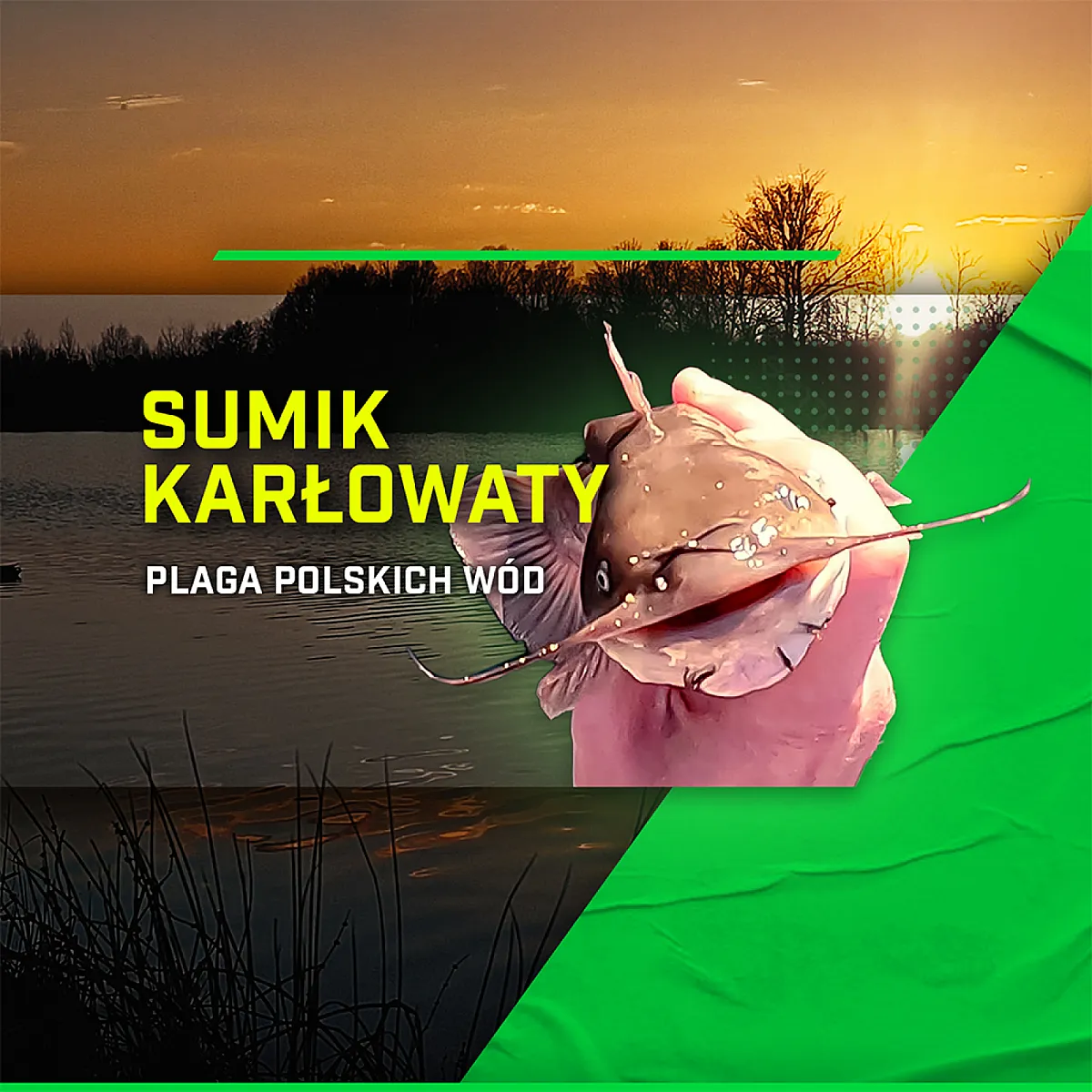 Sumik karłowaty: Mała ryba, wielki problem...